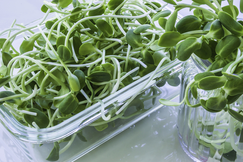 Binnen kweken van kiemgroenten