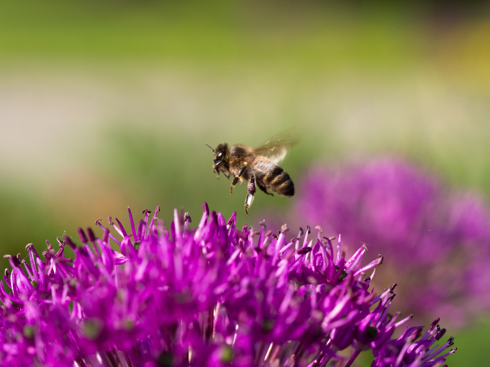 Alles over bloembollen planten