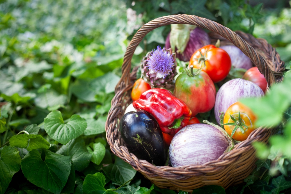 Vruchtgewassen voorzaaien (peper, aubergine, paprika en komkommer)