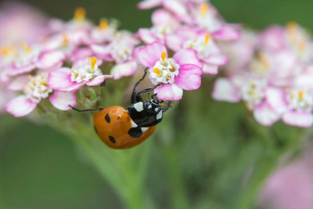 Natuurlijk bestrijden: zaai deze beschermplanten