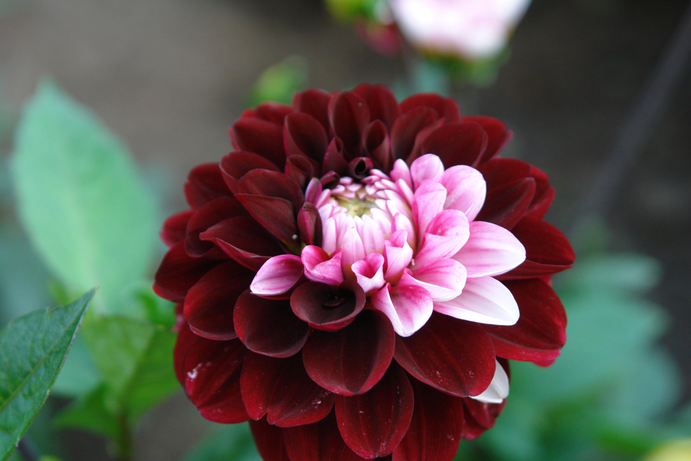 Dahlia Daria in Love 