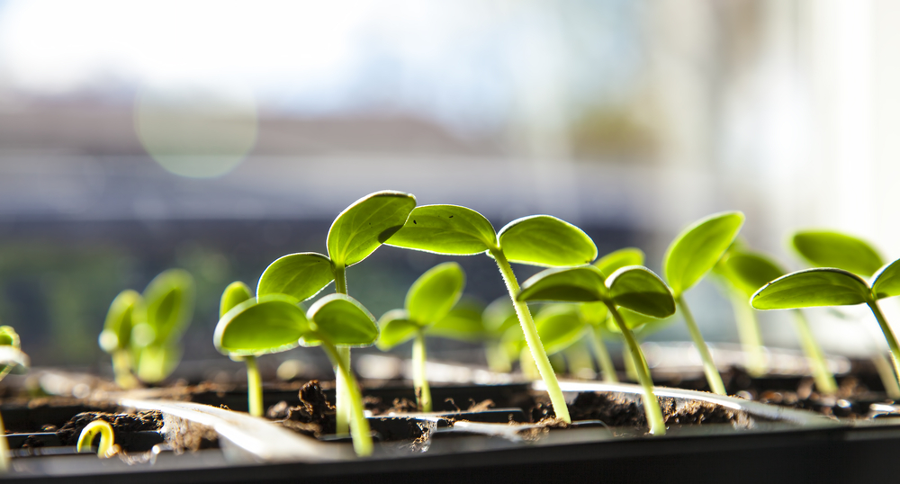 binnen kweken en zaaien jonge planten