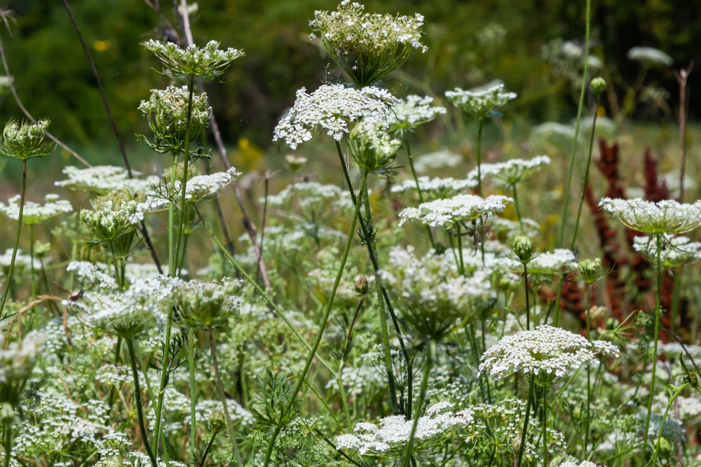 Daucus carota, wilde peen