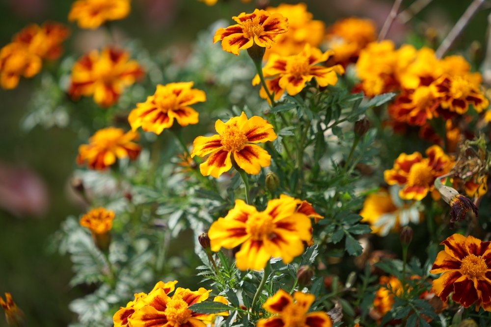 Tagetes patula, afrikaantjes
