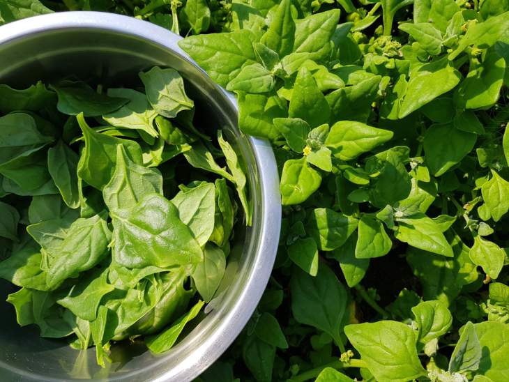 Nieuw-Zeelandse spinazie