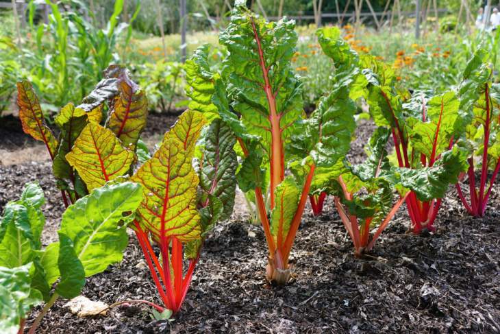 Snijbiet kweken, vergeten groenten